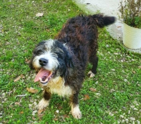 Mix Spinoncino 4Anni Entrato Cucciolo In Box.gargano