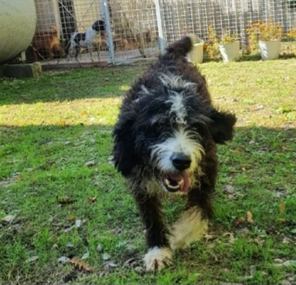 Mix spinoncino 4anni entrato cucciolo in box.GARGANO Foto 2