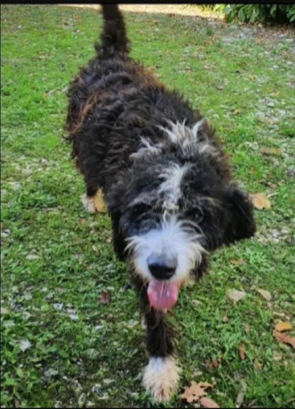 Mix spinoncino 4anni entrato cucciolo in box.GARGANO Foto 3