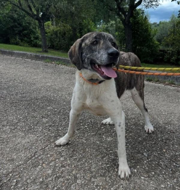 Luna 2Anni Tg Grandina Ok Gatti Aspetta Da Tanto 