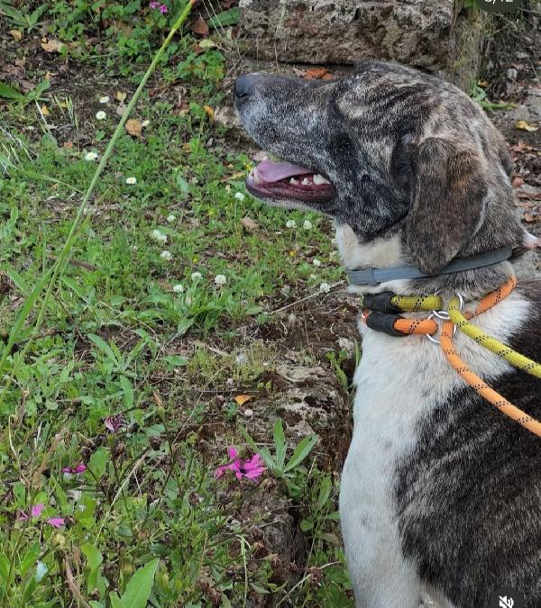 Luna 2anni tg grandina ok gatti aspetta da tanto  Foto 2