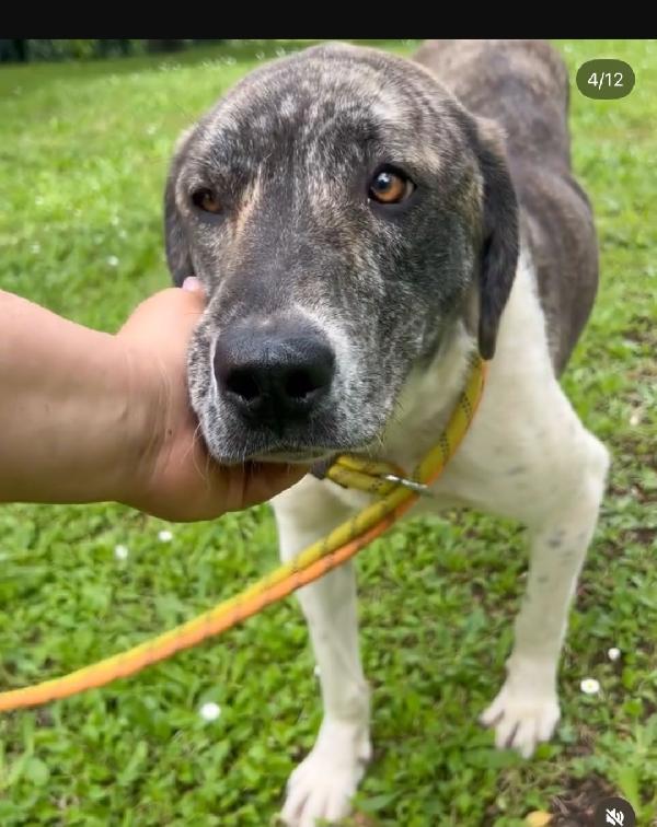 Luna 2anni tg grandina ok gatti aspetta da tanto  Foto 4