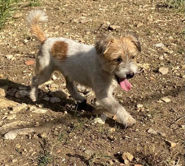Rocky Dolcissimo Cagnolino Simil Maltese