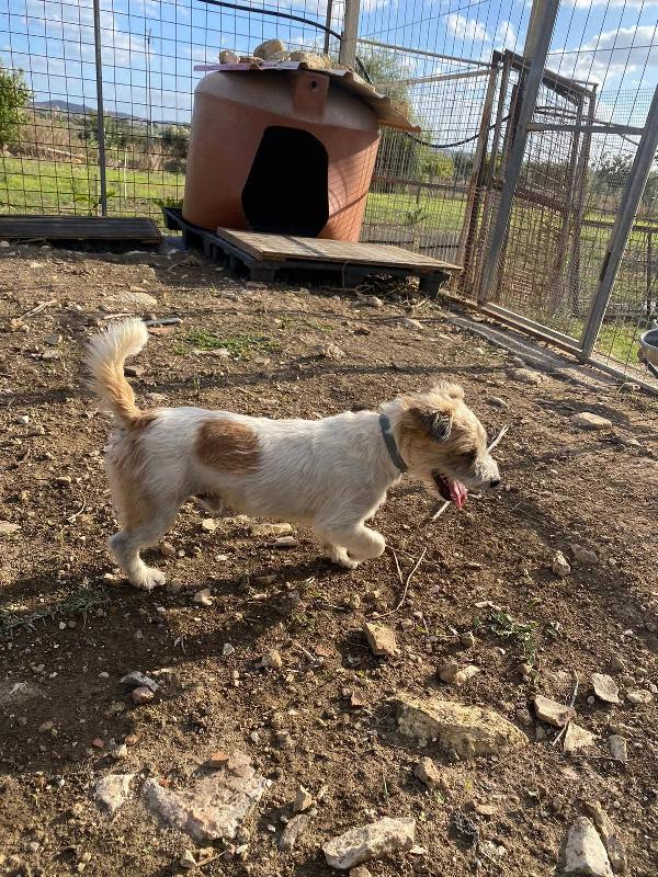 Rocky dolcissimo cagnolino simil maltese Foto 2