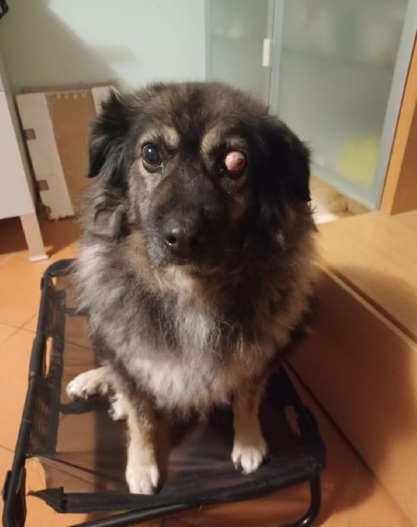 Maschio 9anni picchiato pesantentemente PUGLIA..  Foto 2