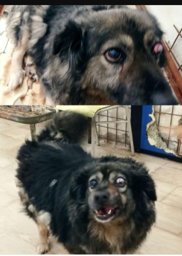 Maschio 9anni picchiato pesantentemente PUGLIA..  Foto 3