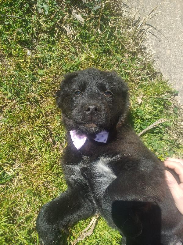 Kenya Splendida Dolce Cucciola Mix Golden Cerca Casa 