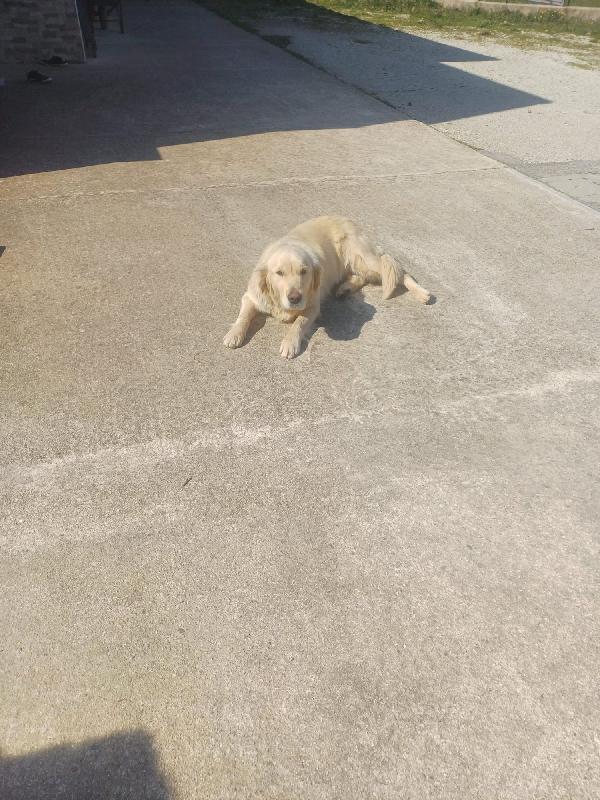 KENYA SPLENDIDA DOLCE CUCCIOLA MIX GOLDEN CERCA CASA  Foto 2