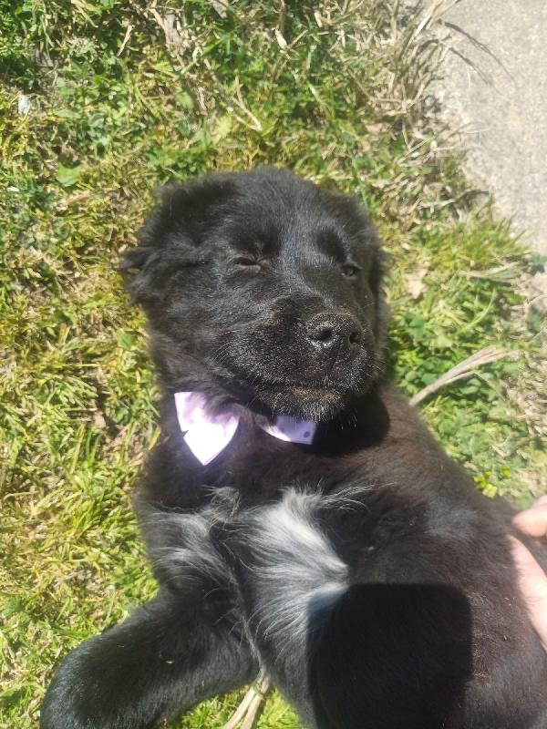 KENYA SPLENDIDA DOLCE CUCCIOLA MIX GOLDEN CERCA CASA  Foto 4