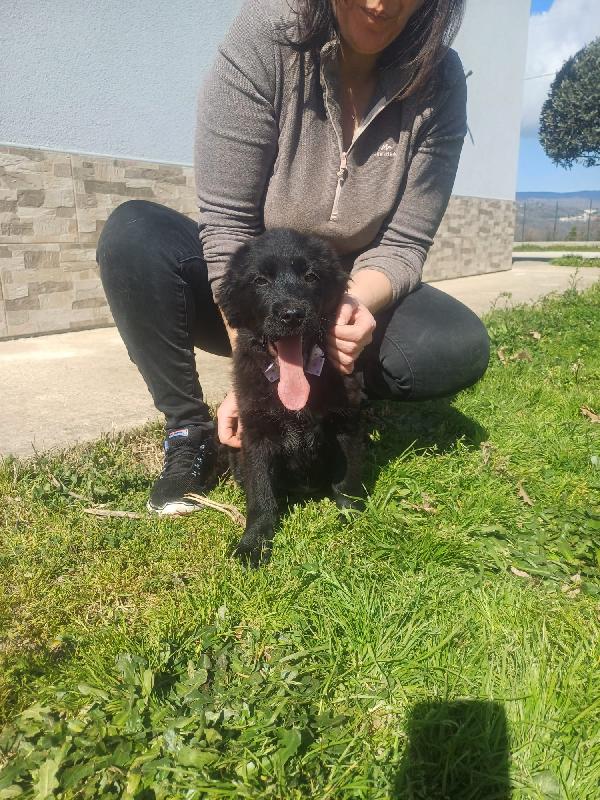 KENYA SPLENDIDA DOLCE CUCCIOLA MIX GOLDEN CERCA CASA  Foto 5