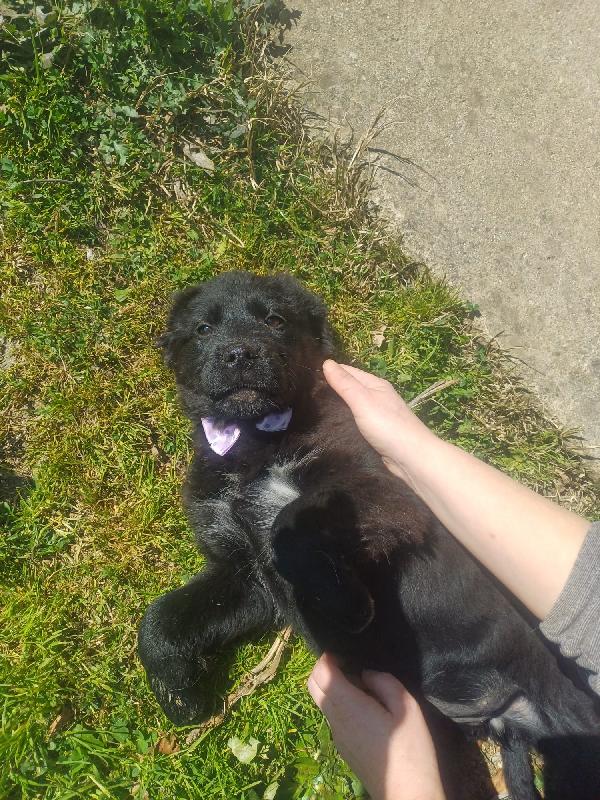 KENYA SPLENDIDA DOLCE CUCCIOLA MIX GOLDEN CERCA CASA  Foto 6