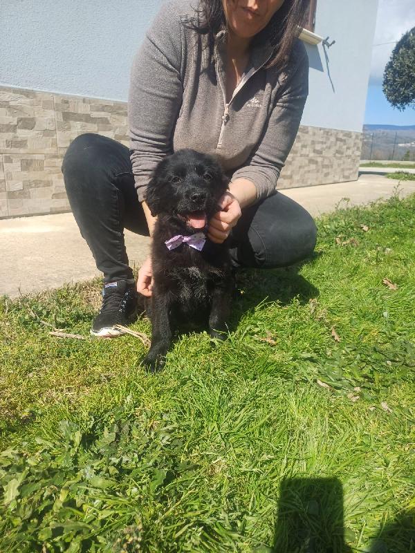 KENYA SPLENDIDA DOLCE CUCCIOLA MIX GOLDEN CERCA CASA  Foto 7