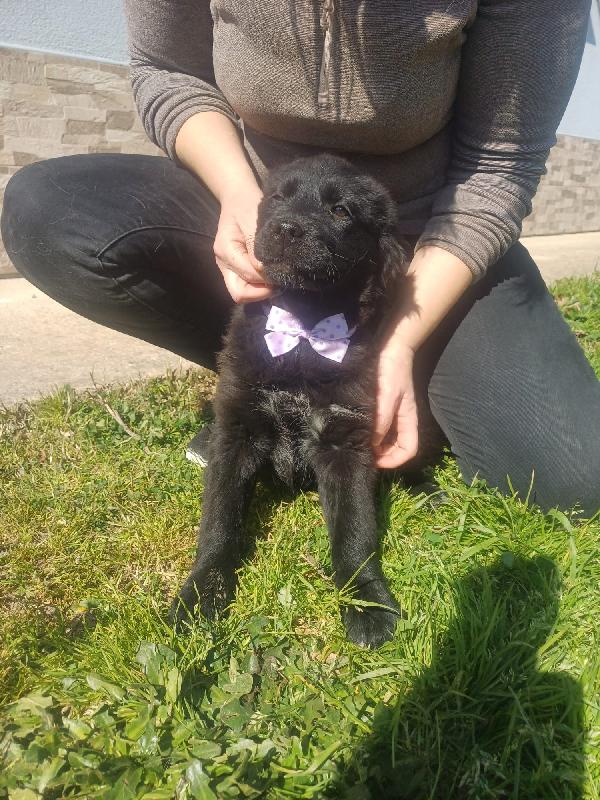 KENYA SPLENDIDA DOLCE CUCCIOLA MIX GOLDEN CERCA CASA  Foto 8