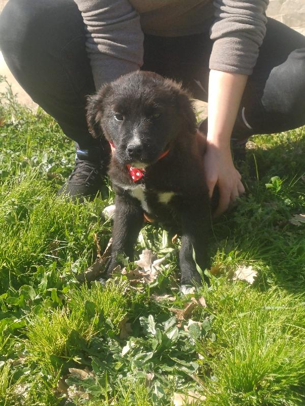 Maya Splendida Dolce Cucciola Mix Golden 