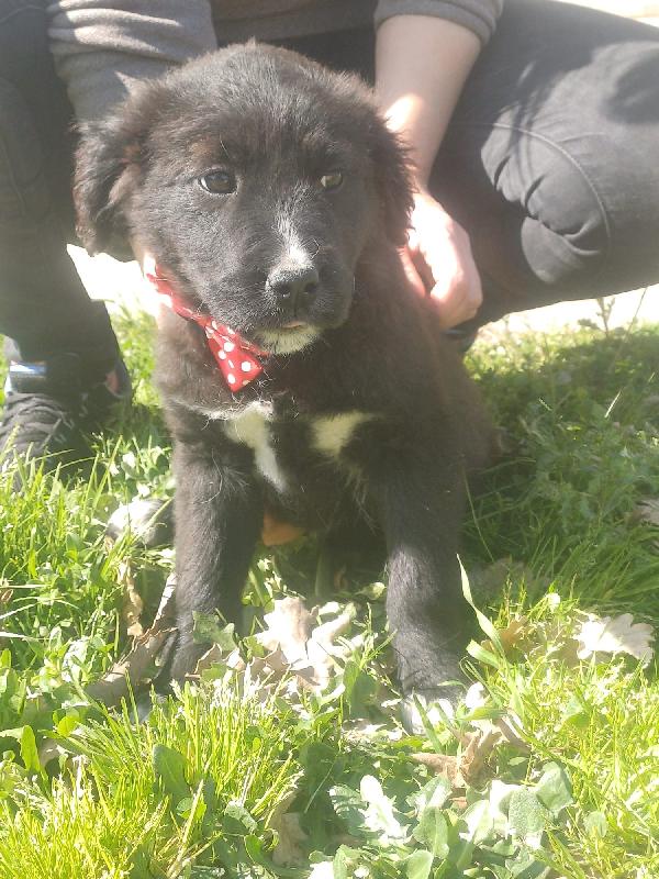 Maya splendida dolce cucciola mix Golden  Foto 3