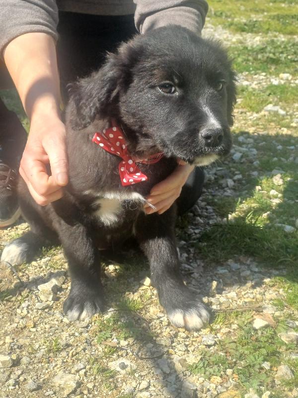 Maya splendida dolce cucciola mix Golden  Foto 4