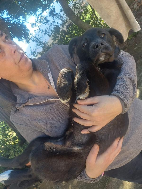 Luna meravigliosa dolce cucciola cerca famiglia  Foto 2