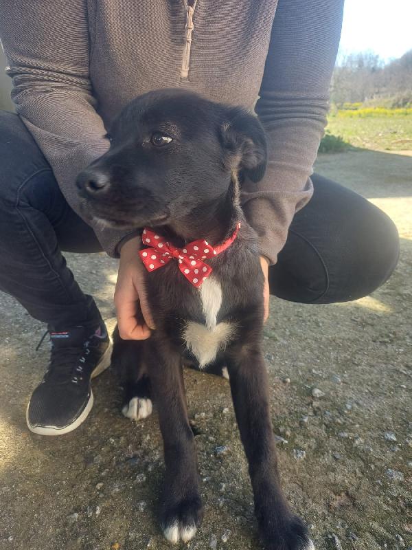 Luna meravigliosa dolce cucciola cerca famiglia  Foto 3