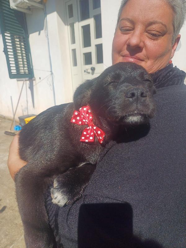 Luna meravigliosa dolce cucciola cerca famiglia  Foto 5