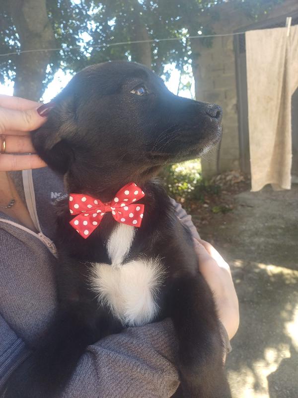 Luna meravigliosa dolce cucciola cerca famiglia  Foto 6