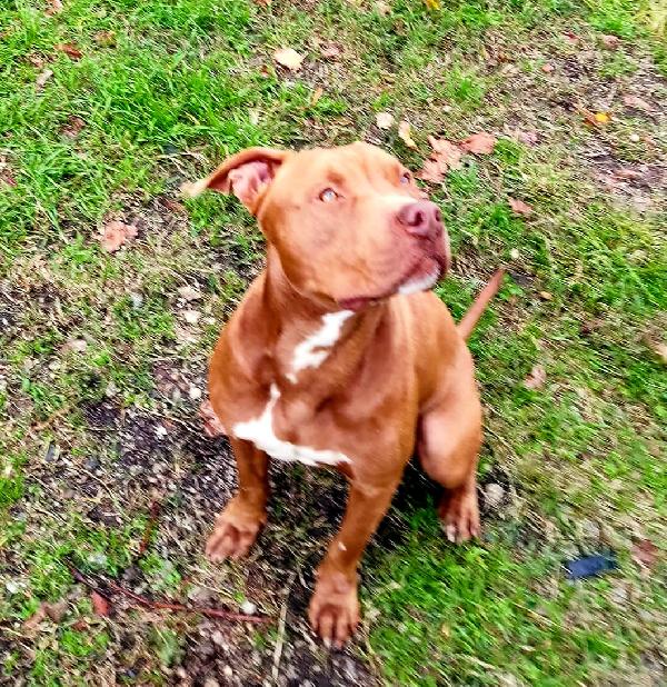 RED PITT MERAVIGLIOSO HA BISOGNO DI VOI  Foto 2