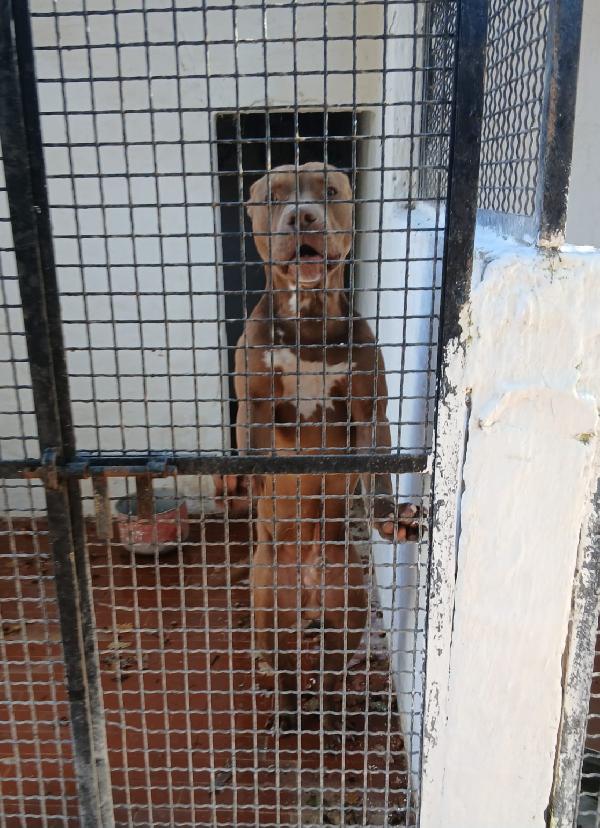 RED PITT MERAVIGLIOSO HA BISOGNO DI VOI  Foto 3