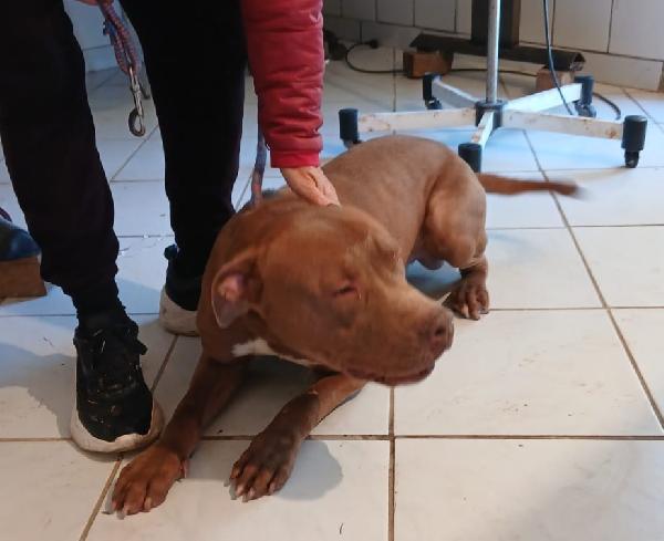 RED PITT MERAVIGLIOSO HA BISOGNO DI VOI  Foto 5