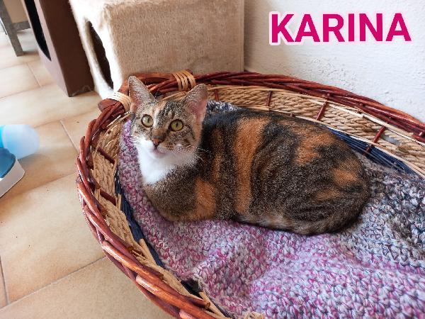 Karina, Splendida Micia In Adozione!