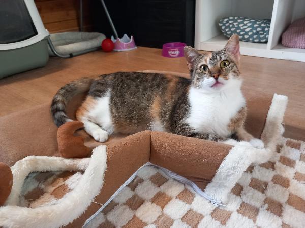 Karina, splendida micia in adozione! Foto 3