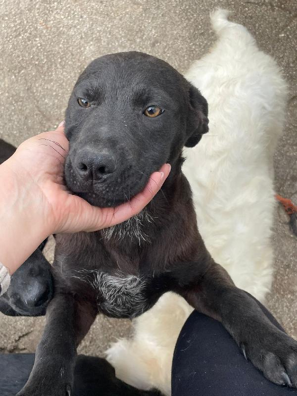 CUCCIOLOTTO SIMIL LABRADOR Foto 3