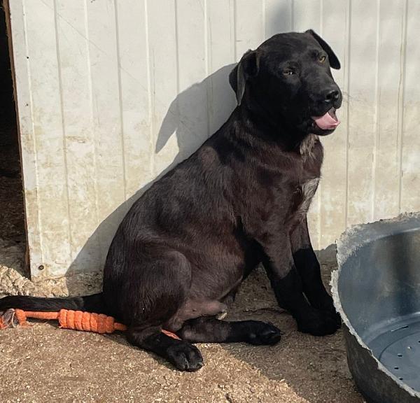 CUCCIOLOTTO SIMIL LABRADOR Foto 4