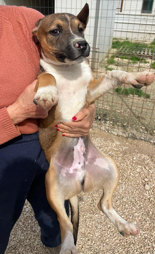 SPLENDIDO MOLOSSINO IN CERCA DI CASA Foto 4