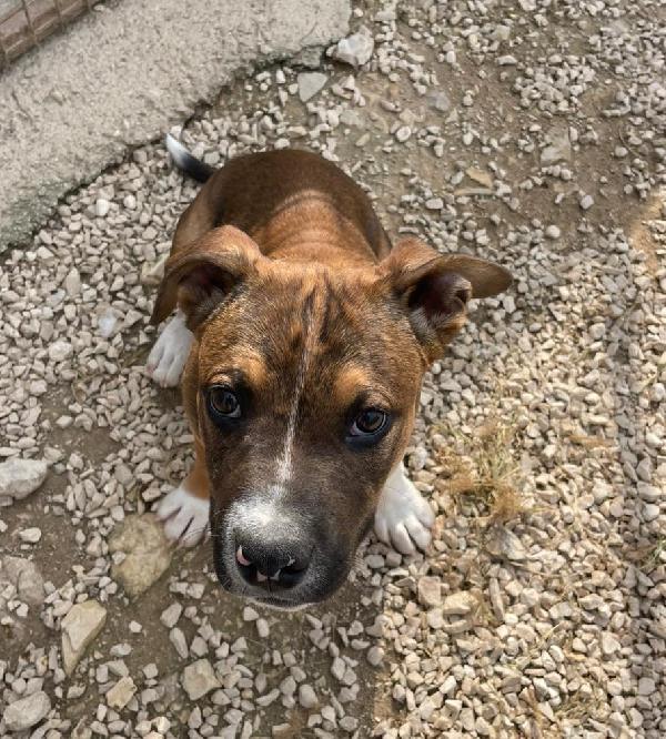 SPLENDIDO MOLOSSINO IN CERCA DI CASA Foto 6