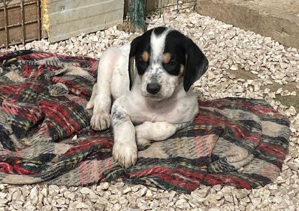 ORIONE e COSMO Foto 2