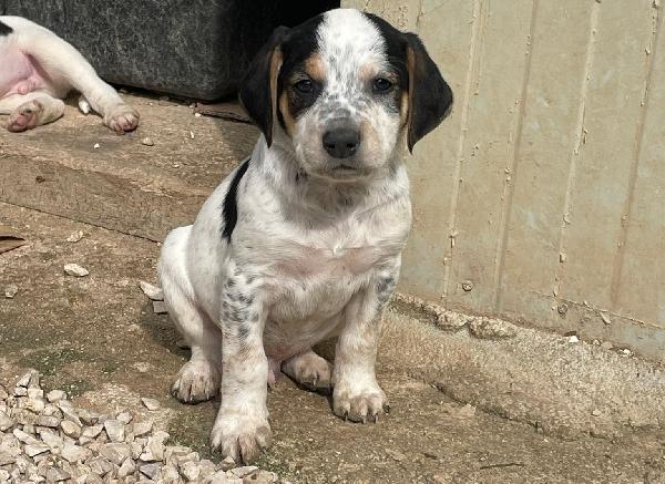 ORIONE e COSMO Foto 4