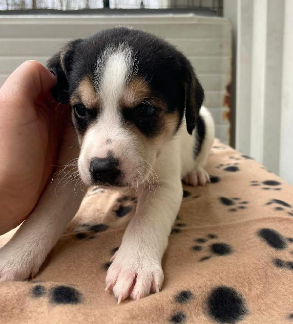 ORIONE e COSMO Foto 5