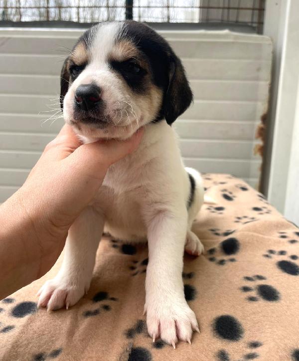 ORIONE e COSMO Foto 6