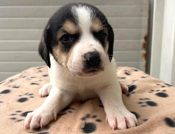 ORIONE e COSMO Foto 7