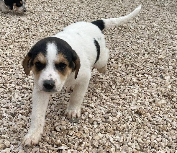 ORIONE e COSMO Foto 8