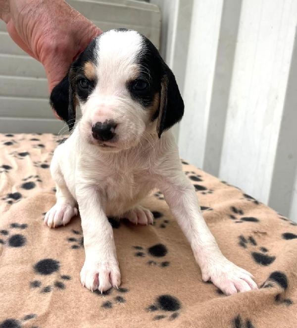 LEONE e SELENE Foto 5