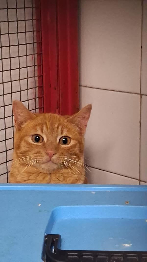 Conano: Micio Rosso Di 8 Mesi Cerca Famiglia