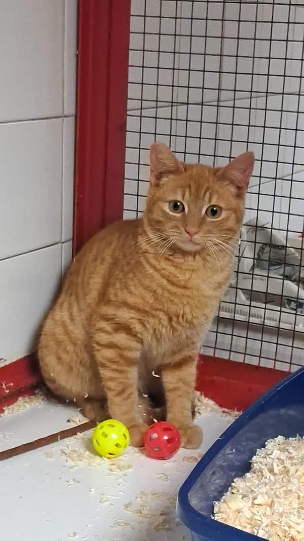 CONANO: MICIO ROSSO DI 8 MESI CERCA FAMIGLIA Foto 2