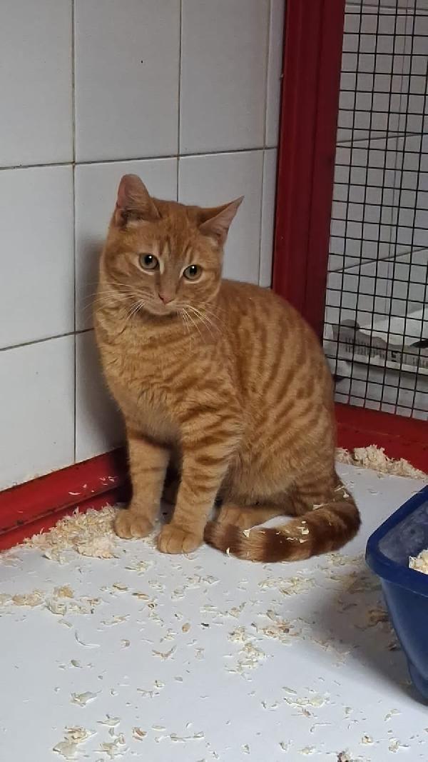 CONANO: MICIO ROSSO DI 8 MESI CERCA FAMIGLIA Foto 3