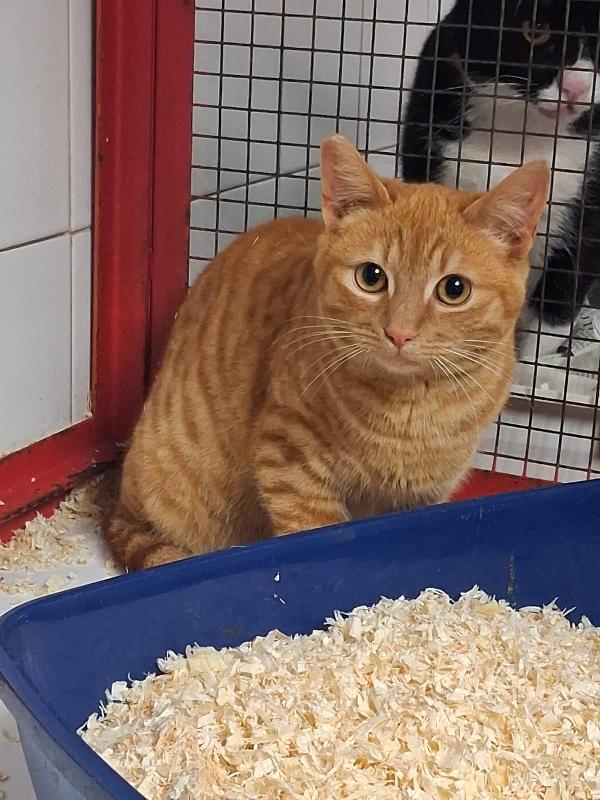 CONANO: MICIO ROSSO DI 8 MESI CERCA FAMIGLIA Foto 4