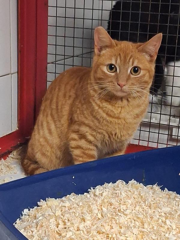 CONANO: MICIO ROSSO DI 8 MESI CERCA FAMIGLIA Foto 5