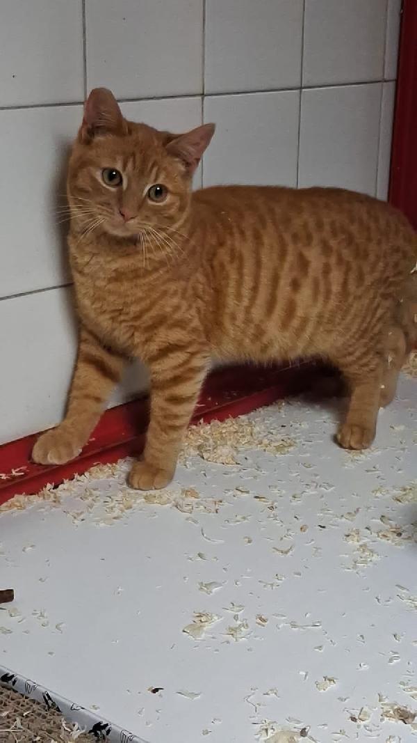 CONANO: MICIO ROSSO DI 8 MESI CERCA FAMIGLIA Foto 6