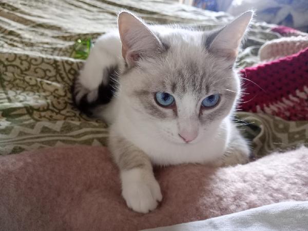 Olly: Similsiamesino Di 7 Mesi Cerca Famiglia