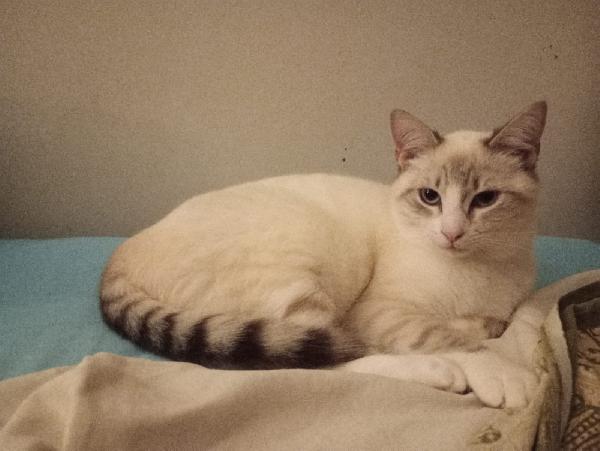 OLLY: SIMILSIAMESINO DI 7 MESI CERCA FAMIGLIA Foto 2