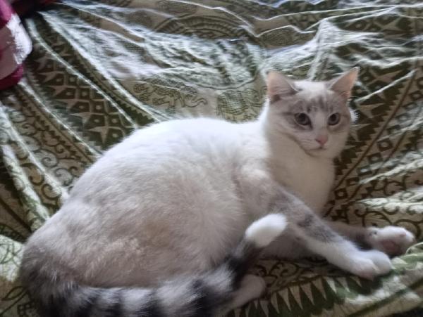 OLLY: SIMILSIAMESINO DI 7 MESI CERCA FAMIGLIA Foto 3