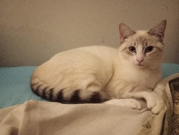 OLLY: SIMILSIAMESINO DI 7 MESI CERCA FAMIGLIA Foto 4